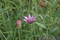 Xeranthemum Annuum